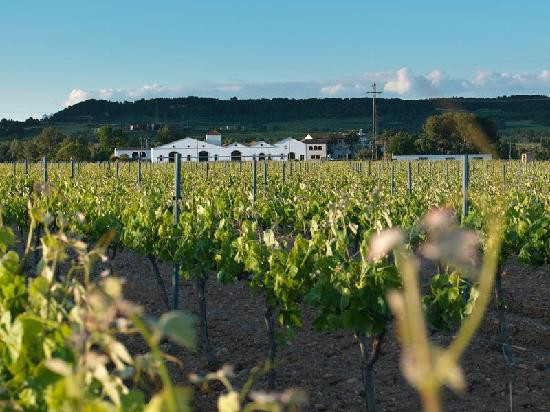 Torrelavit旅游攻略图片