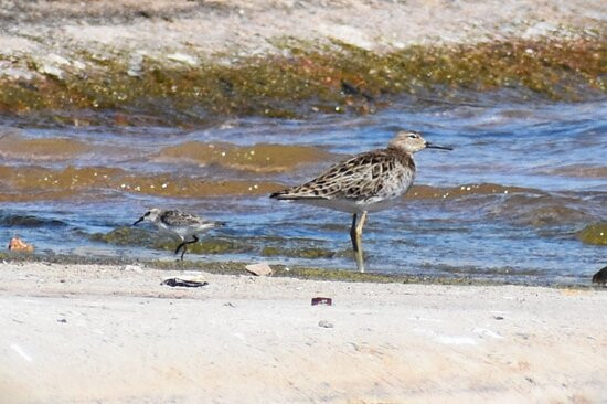 Aqaba Bird Observatory-亚喀巴必去景点