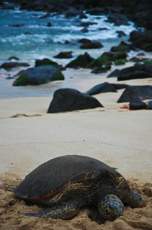 海龟湾度假村高尔夫球场-卡胡库必去景点