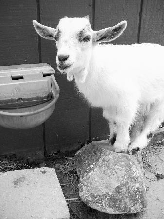 Red River Zoo-法戈必去景点