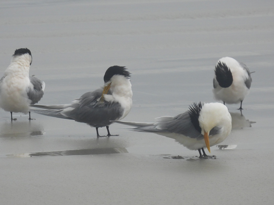Cape Bridgewater Bay Beach-Cape Bridgewater必去景点