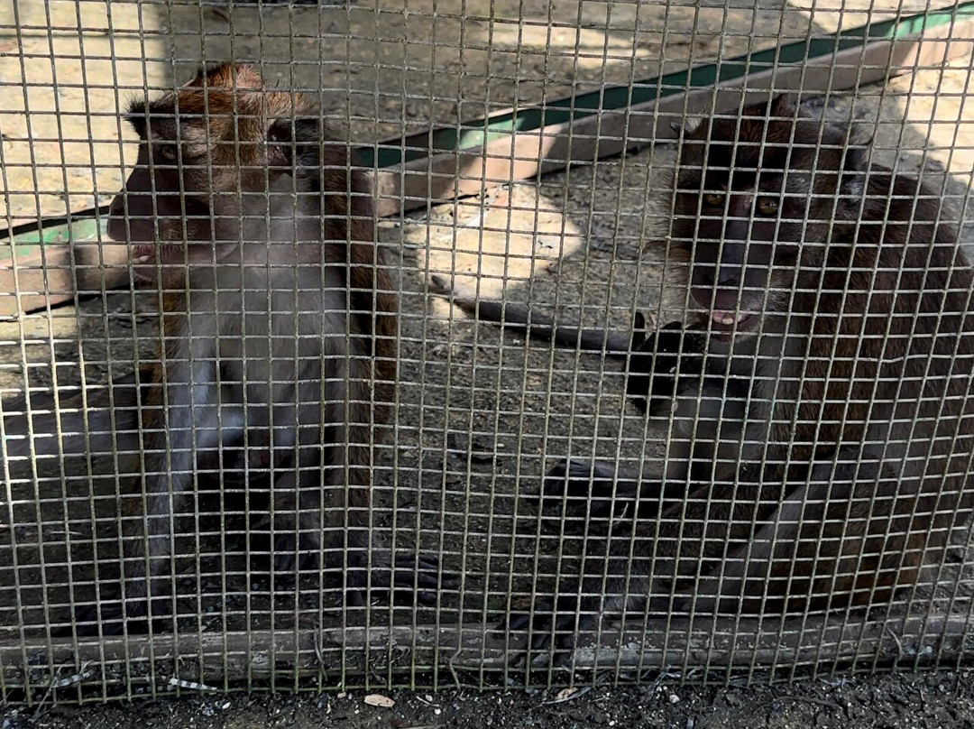Xzootic Animal Park景点图片