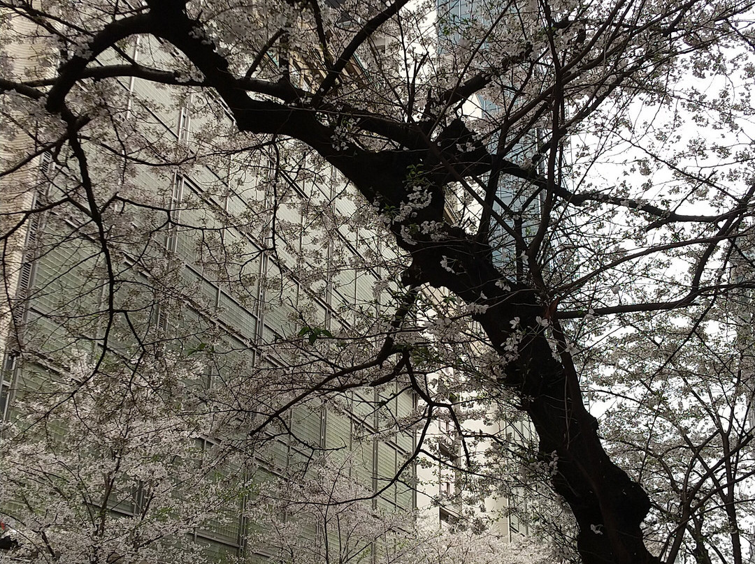 Yaesu Sakura Dori-Yaesu必去景点