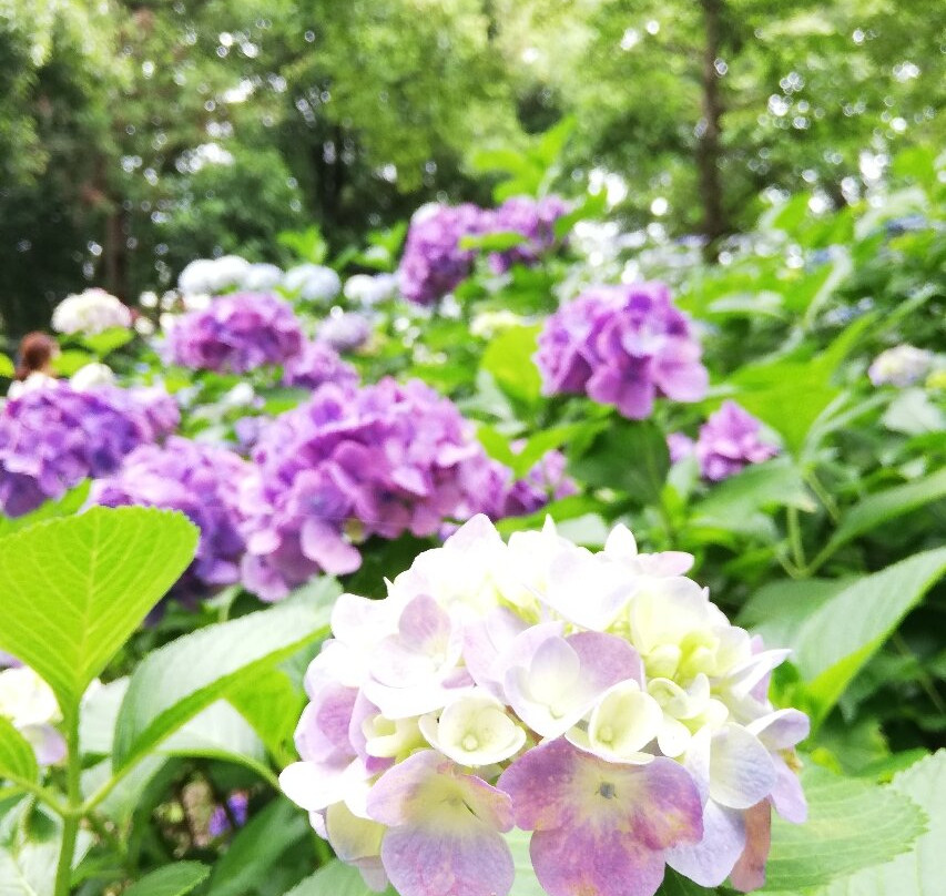Mimo Shrine-一宫市必去景点