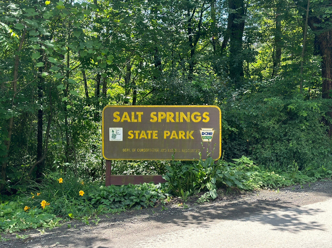 Salt Springs State Park景点图片