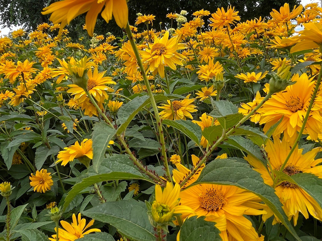 Annual Flower Trial Garden-科林斯堡必去景点