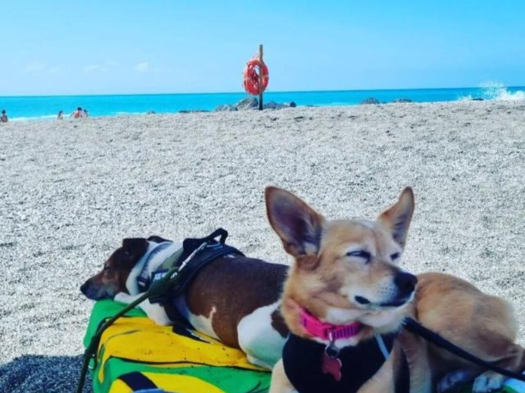 Pirate Dog Beach景点图片