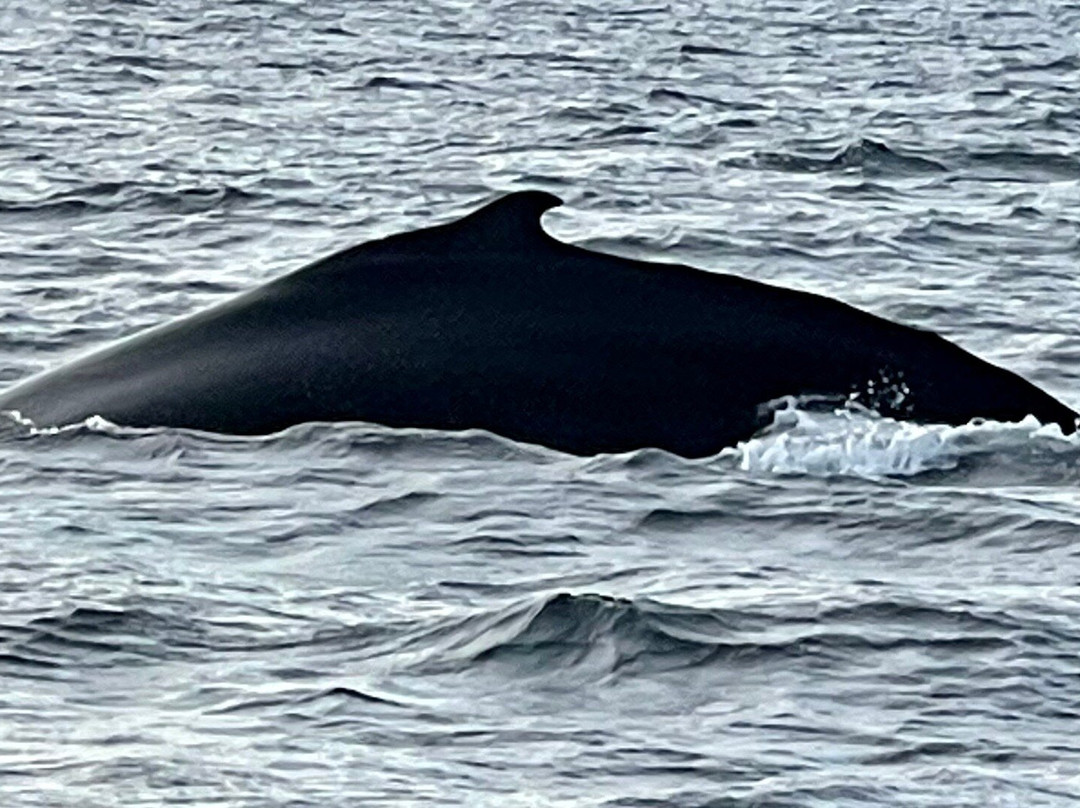 Westfjords Tourist Information-伊萨菲厄泽必去景点