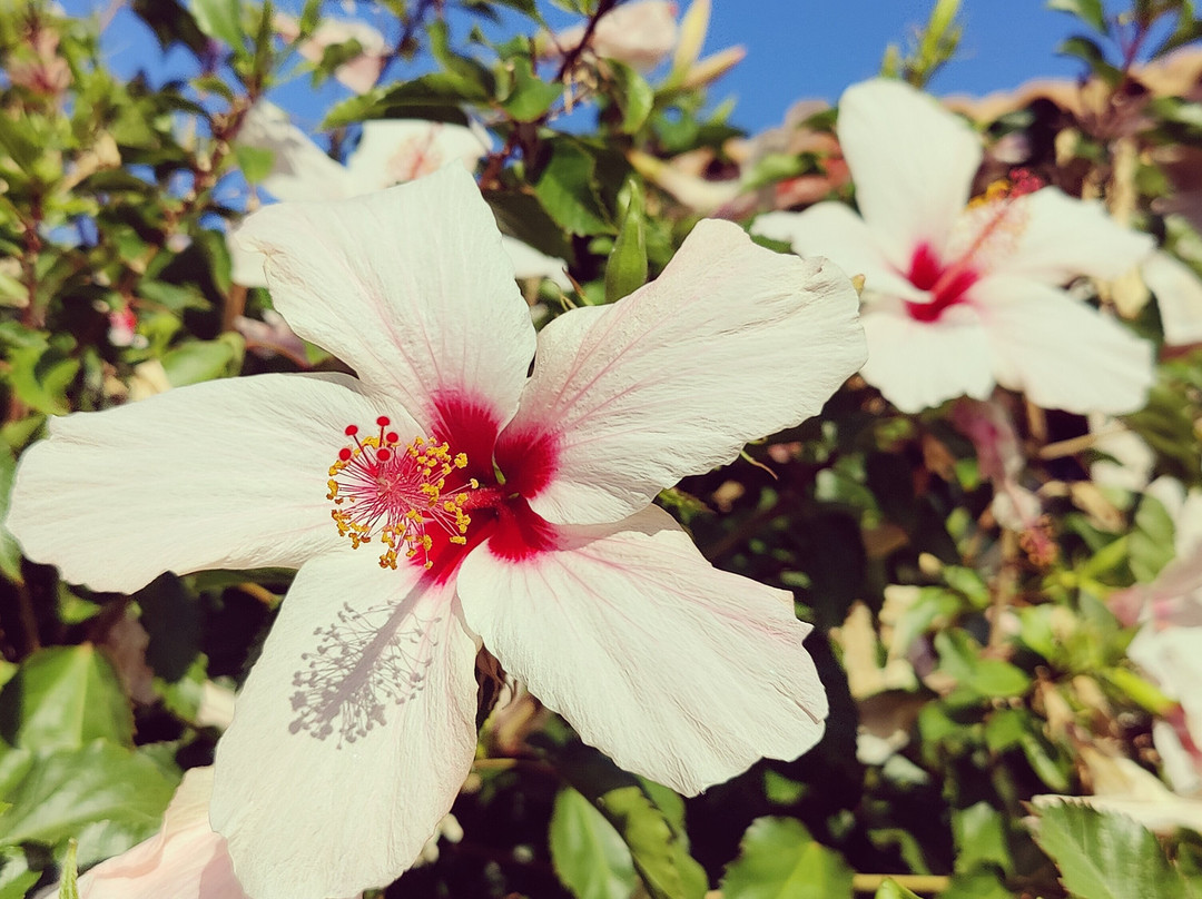 Porta del Mar Beach Hotel主图