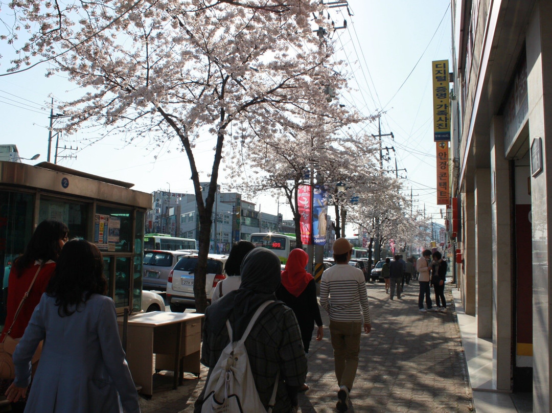 Jinhae Gunhangje Festival景点图片