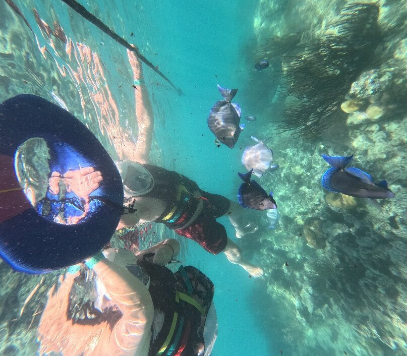 Marine Life Akumal MX