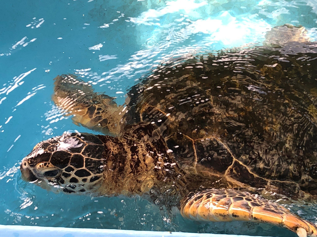 Ogasawara Ocean Center-小笠原村必去景点