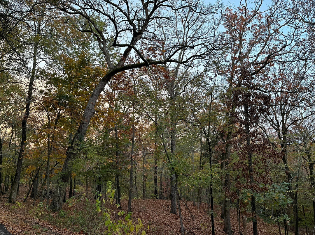 Davey Dogwood Park-Palestine必去景点