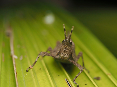 Aussie Macro Photos-凯恩斯必去景点