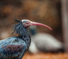 Jardin Zoologique de Rabat-拉巴特必去景点