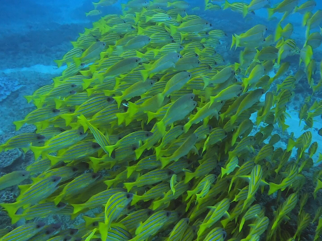 Amoray Diving-索德瓦纳必去景点