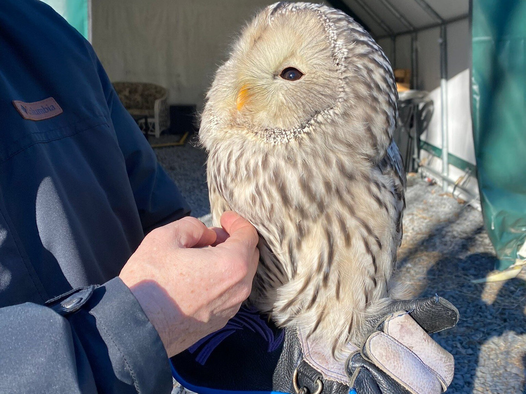 Falconry Excursions景点图片