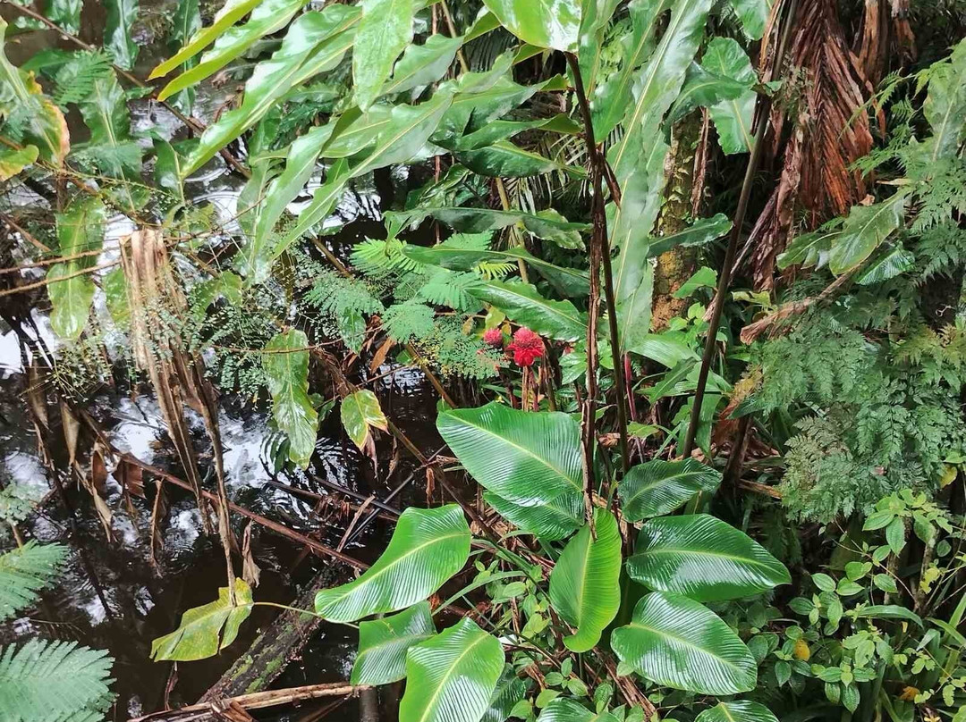 Rainforest Eco Lodge主图