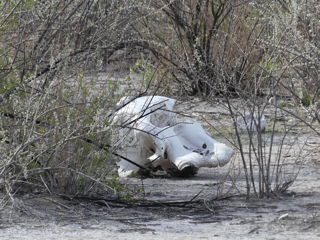 Safari In Etosha national park with yavola tours, Namibia-Okaukuejo必去景点