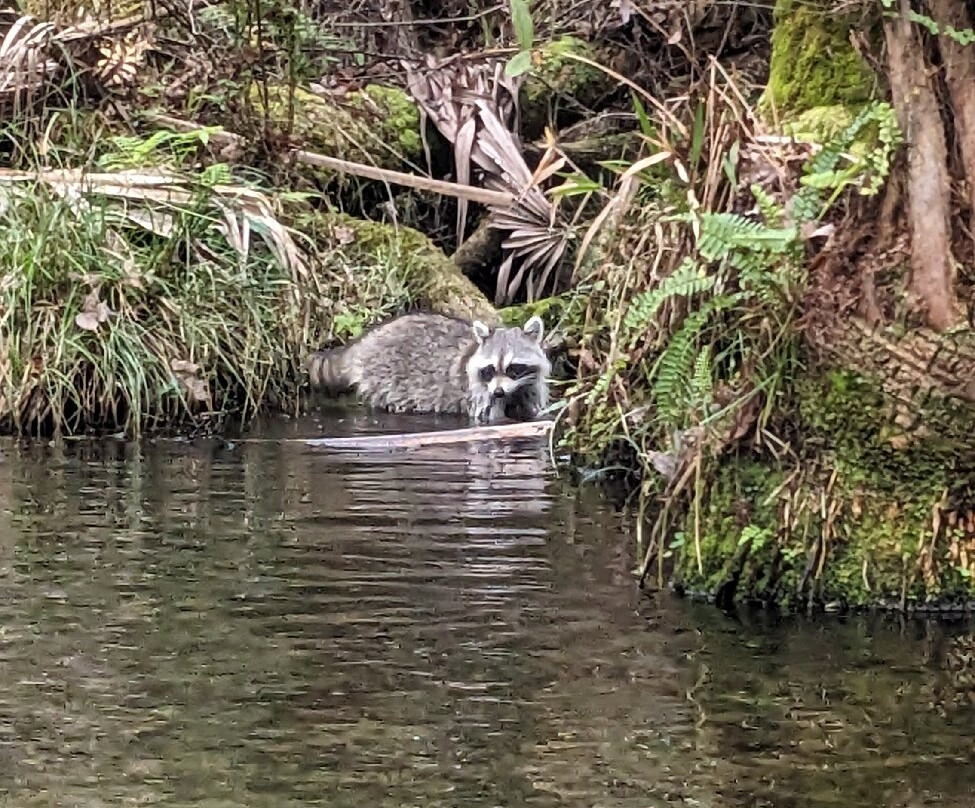Get Up And Go Kayaking - Rock Springs-Apopka必去景点