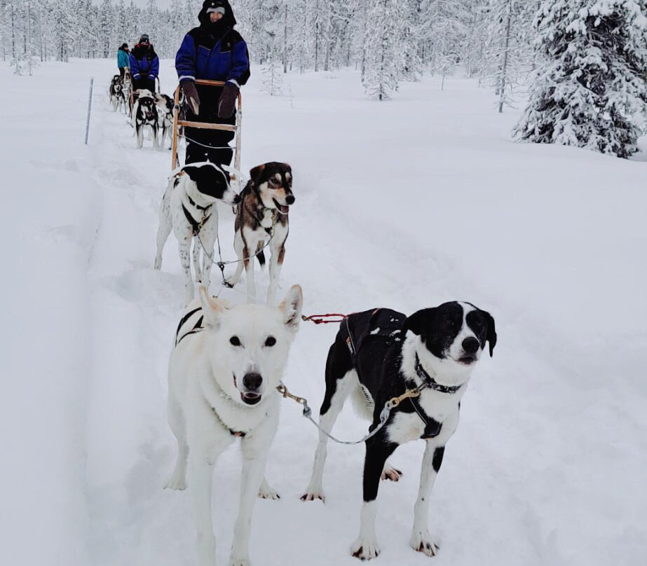 White Adventure-Muonio必去景点