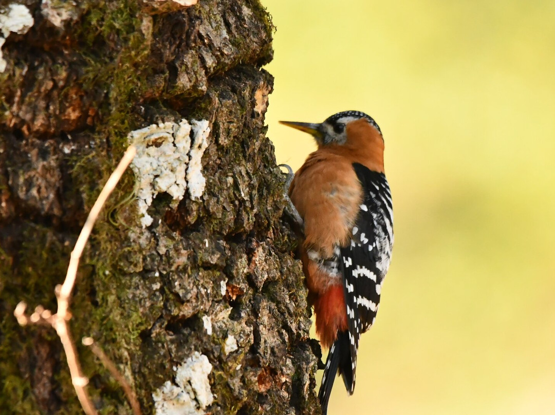 Himalaya Birding Guide景点图片