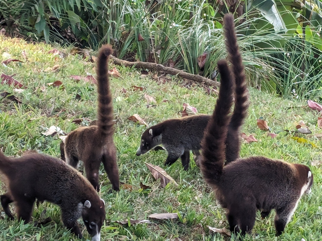 Bosque del Cabo Rainforest Lodge主图