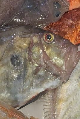 Mercato del Pesce景点图片
