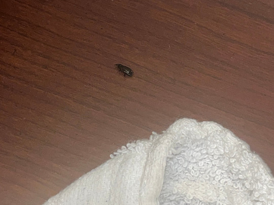 Americas Best Value Inn Tunica Resort主图