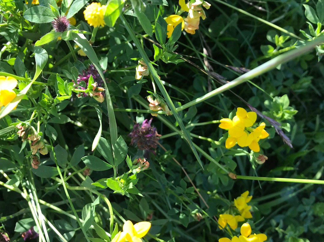 Park de Oeverlanden-阿姆斯特丹必去景点