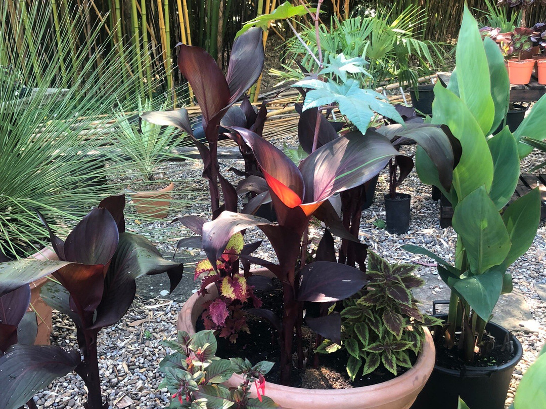 Henstead Exotic Garden-Beccles必去景点