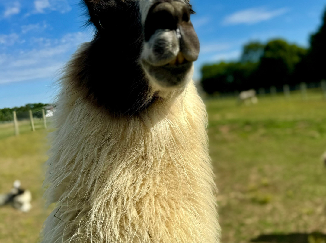 Spooky Nook Farm Llama’s & Alpacas景点图片