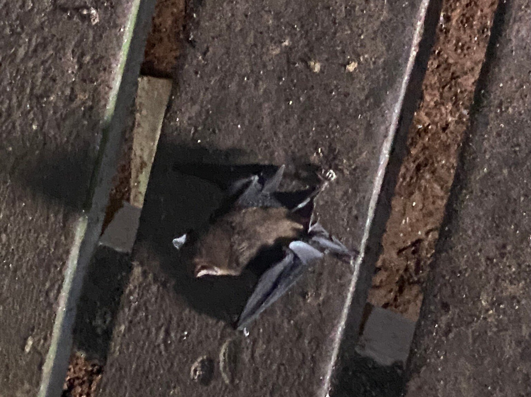 Gua Niah-美里必去景点