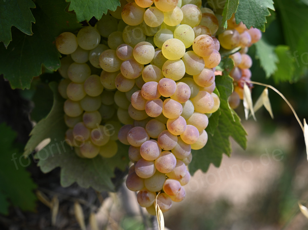 Domaine La Garelle景点图片