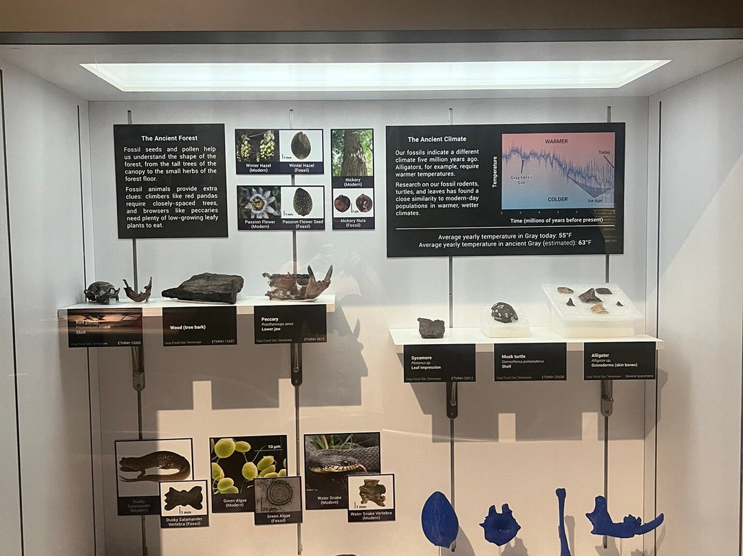 Gray Fossil Site-Gray必去景点