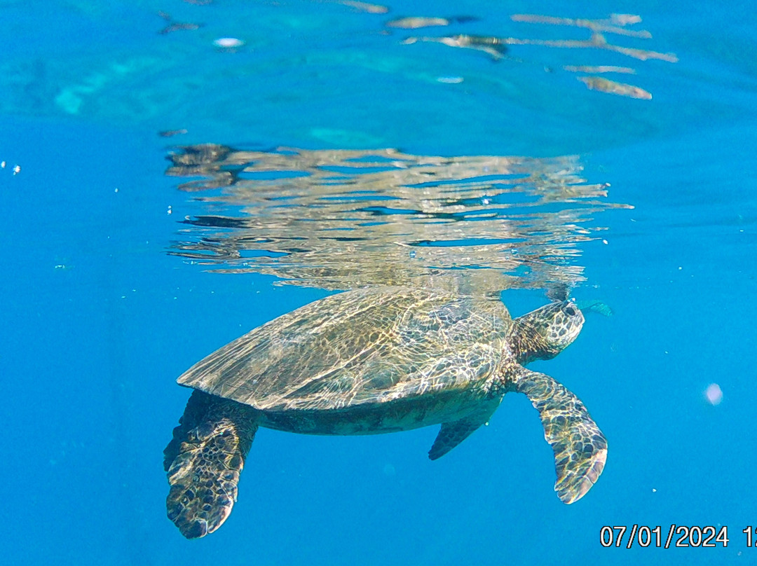 Maui Pacific Divers-玛阿拉也亚必去景点