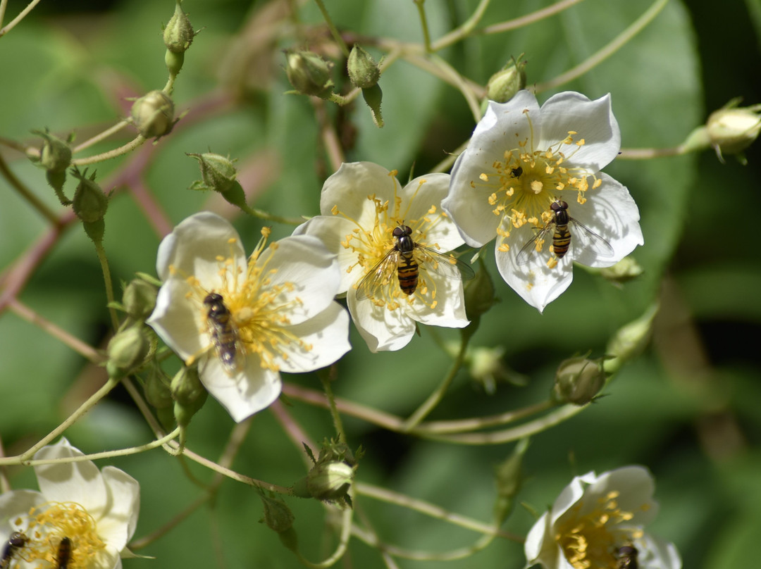 Killahusets trädgård-Borrby必去景点