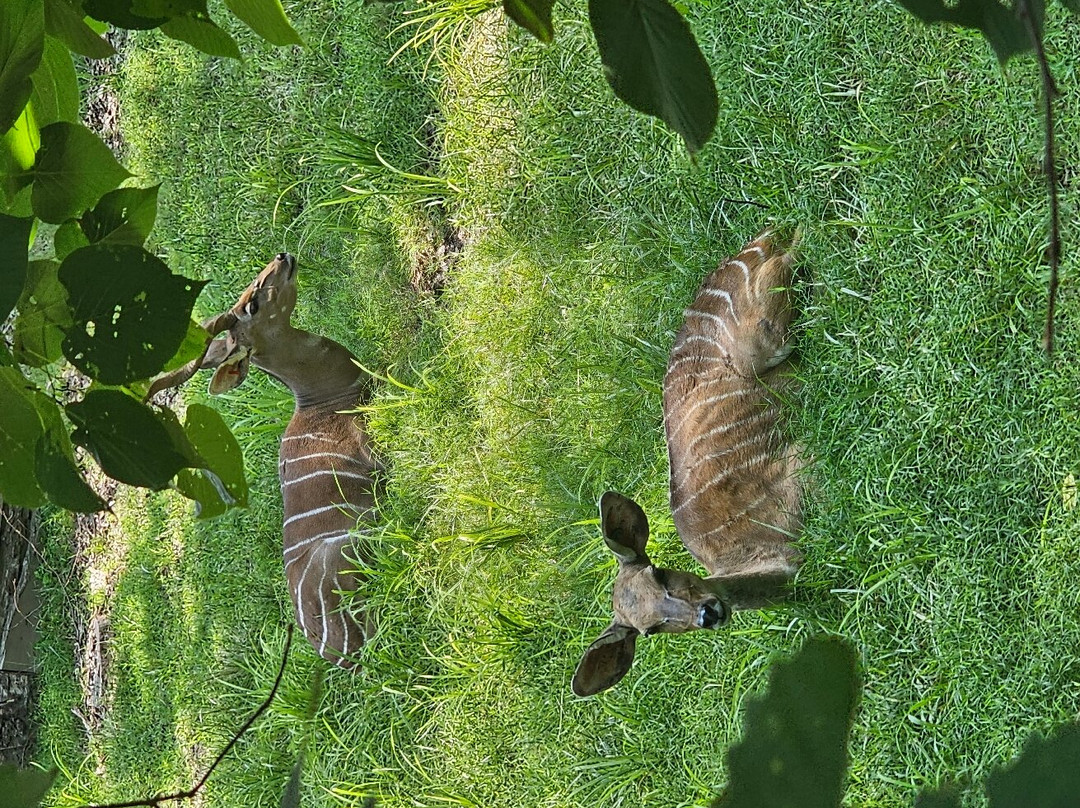 Kansas City Zoo & Aquarium-堪萨斯城必去景点