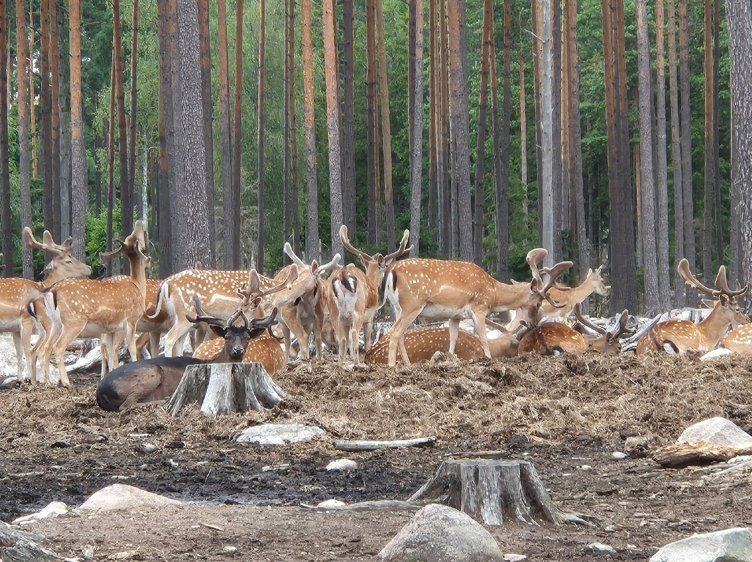 Kosta Safaripark-Kosta必去景点