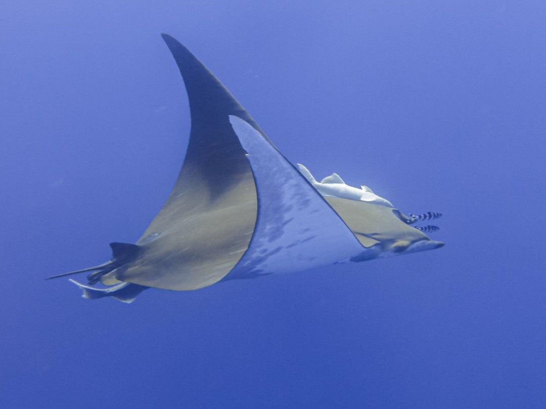CW Azores-Madalena必去景点