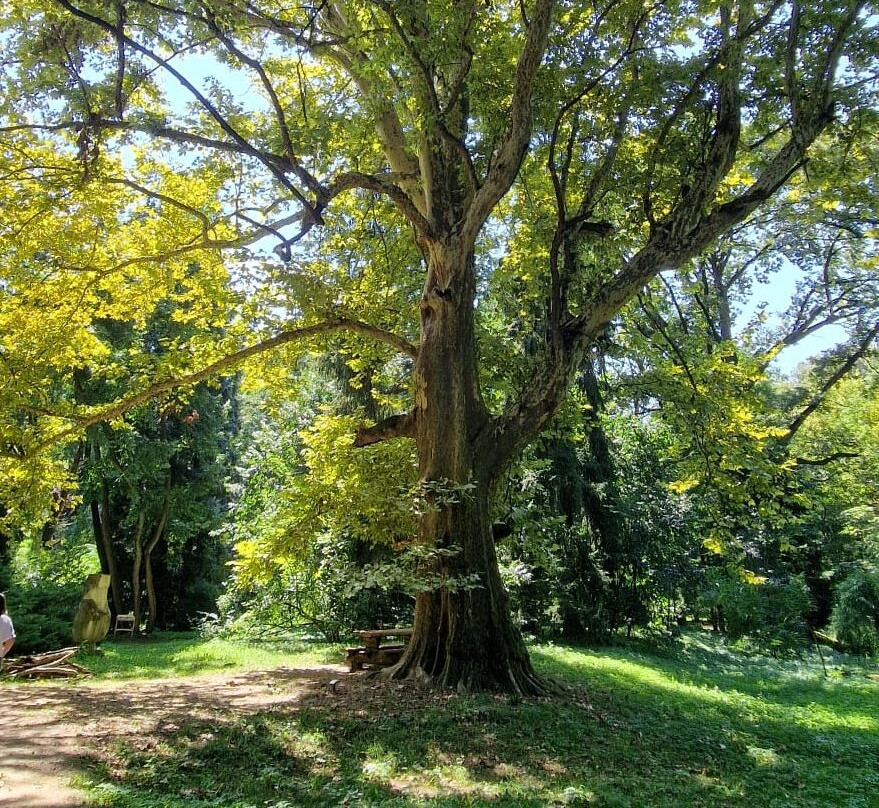 Arboretumul Simeria景点图片