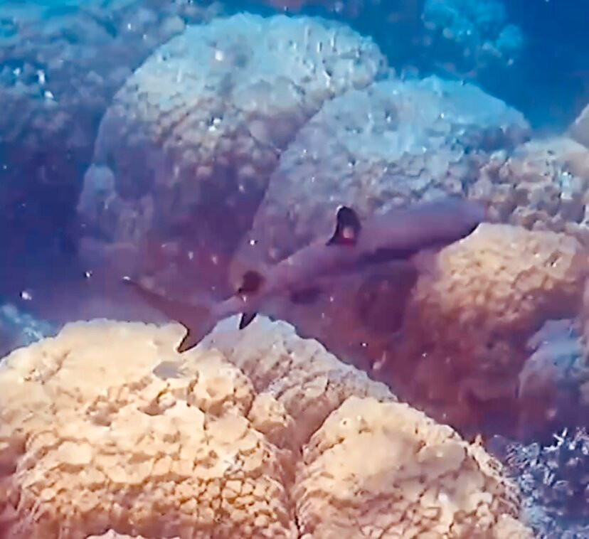 ABC Reef Safaris-道格拉斯港必去景点