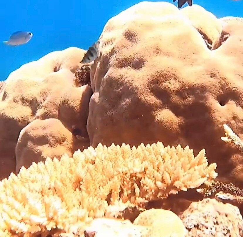 ABC Reef Safaris-道格拉斯港必去景点