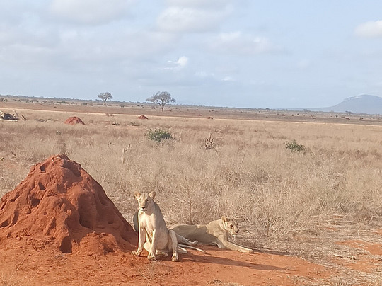 Live Kenya Con Prezzemolo-瓦塔木必去景点