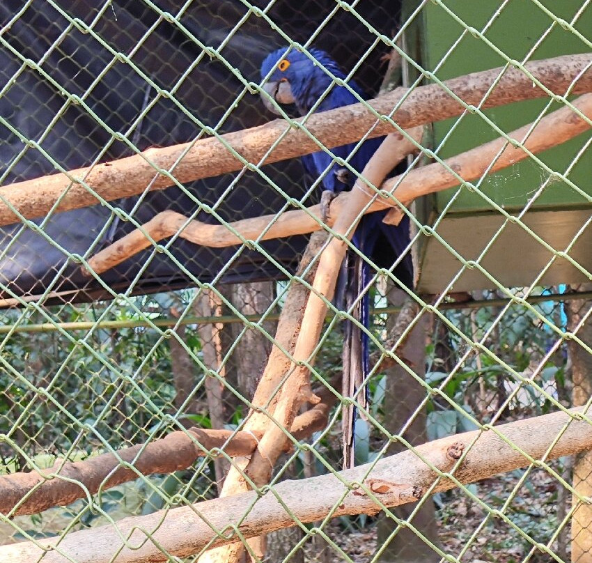 Bosque dos Jequitibás-坎皮纳斯必去景点