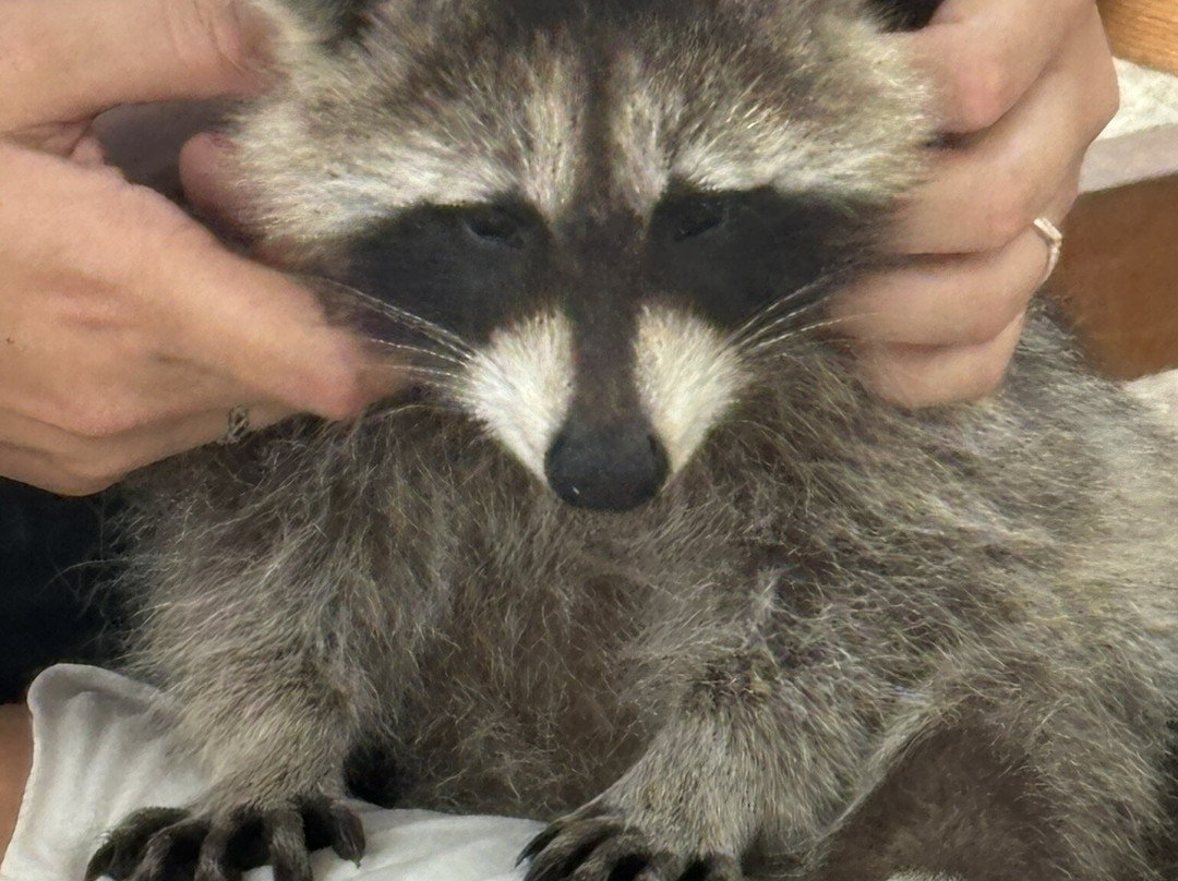 Farma of Rhodes Petting Zoo景点图片