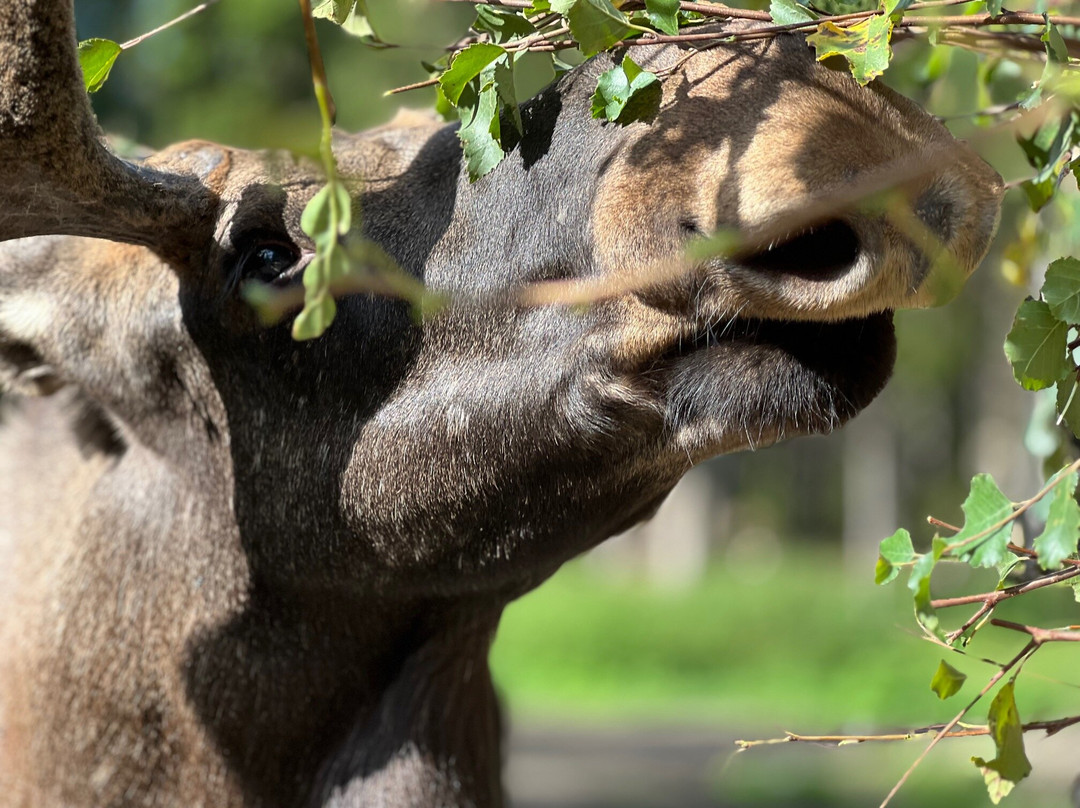 Dalslands Moose Ranch景点图片