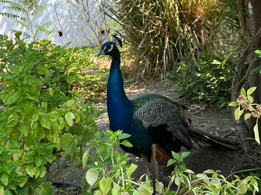 Panagia Mirtidiotissa Church-Vatos必去景点