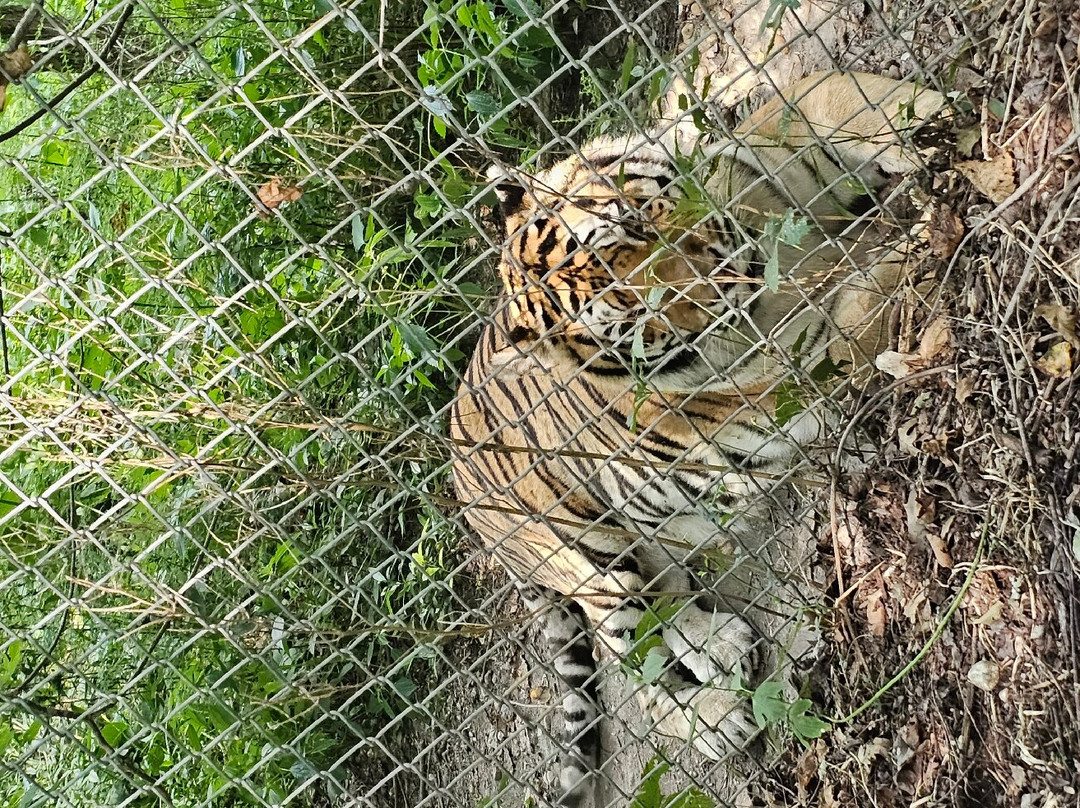 Exotic Feline Rescue Center-Centerpoint必去景点