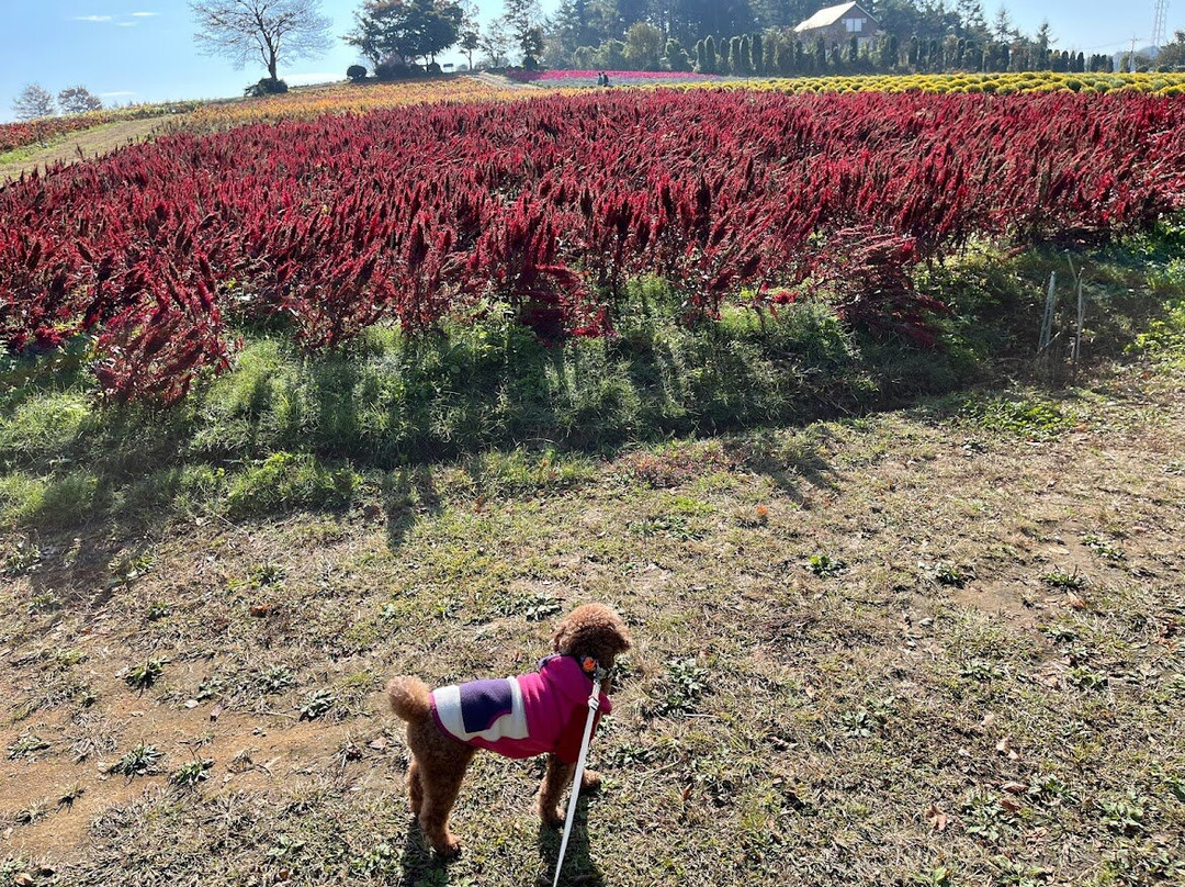 Nasu Flower World-那须町必去景点